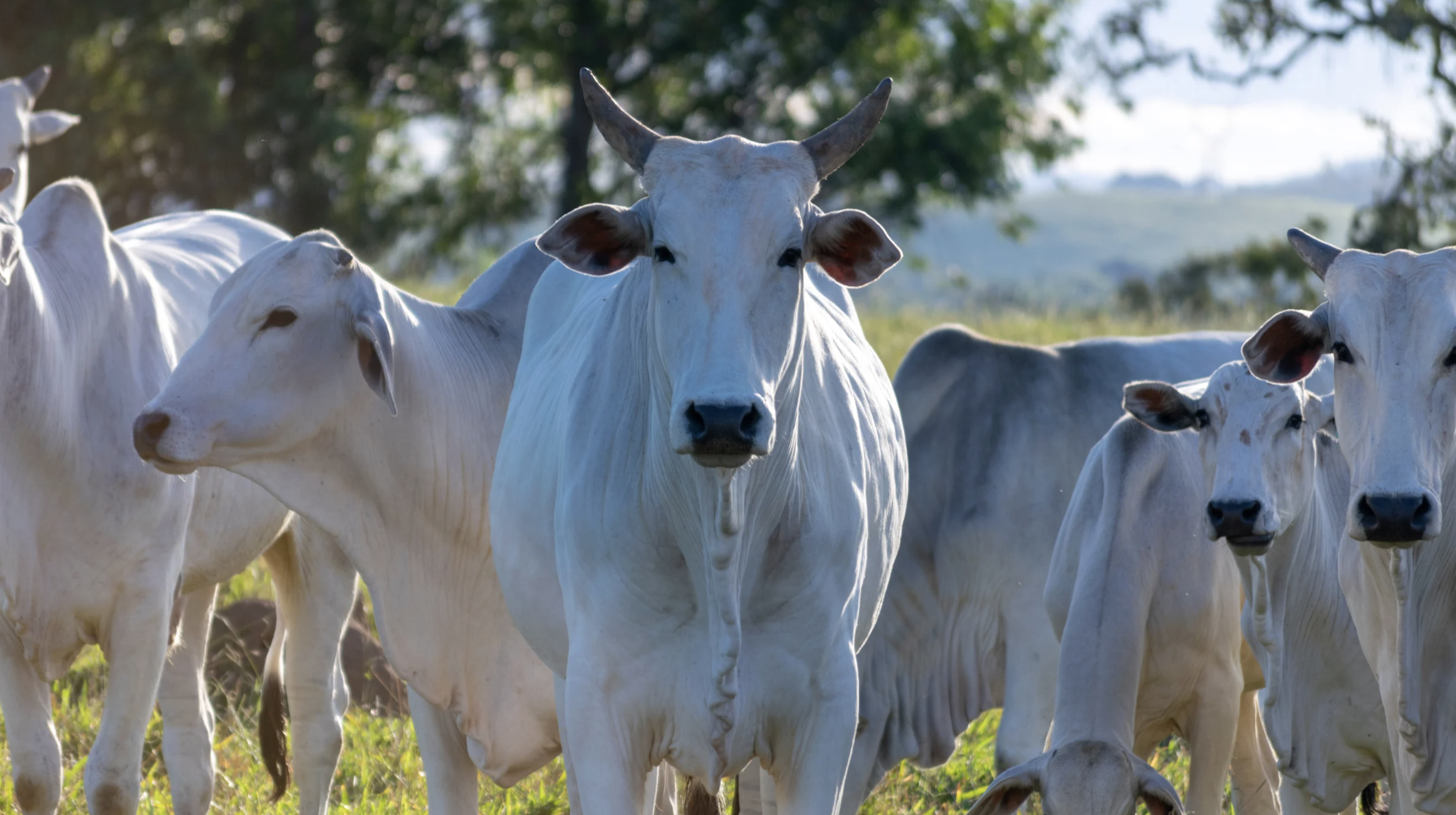 vacas