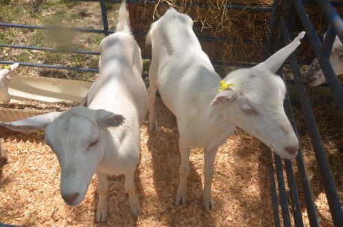 cabras