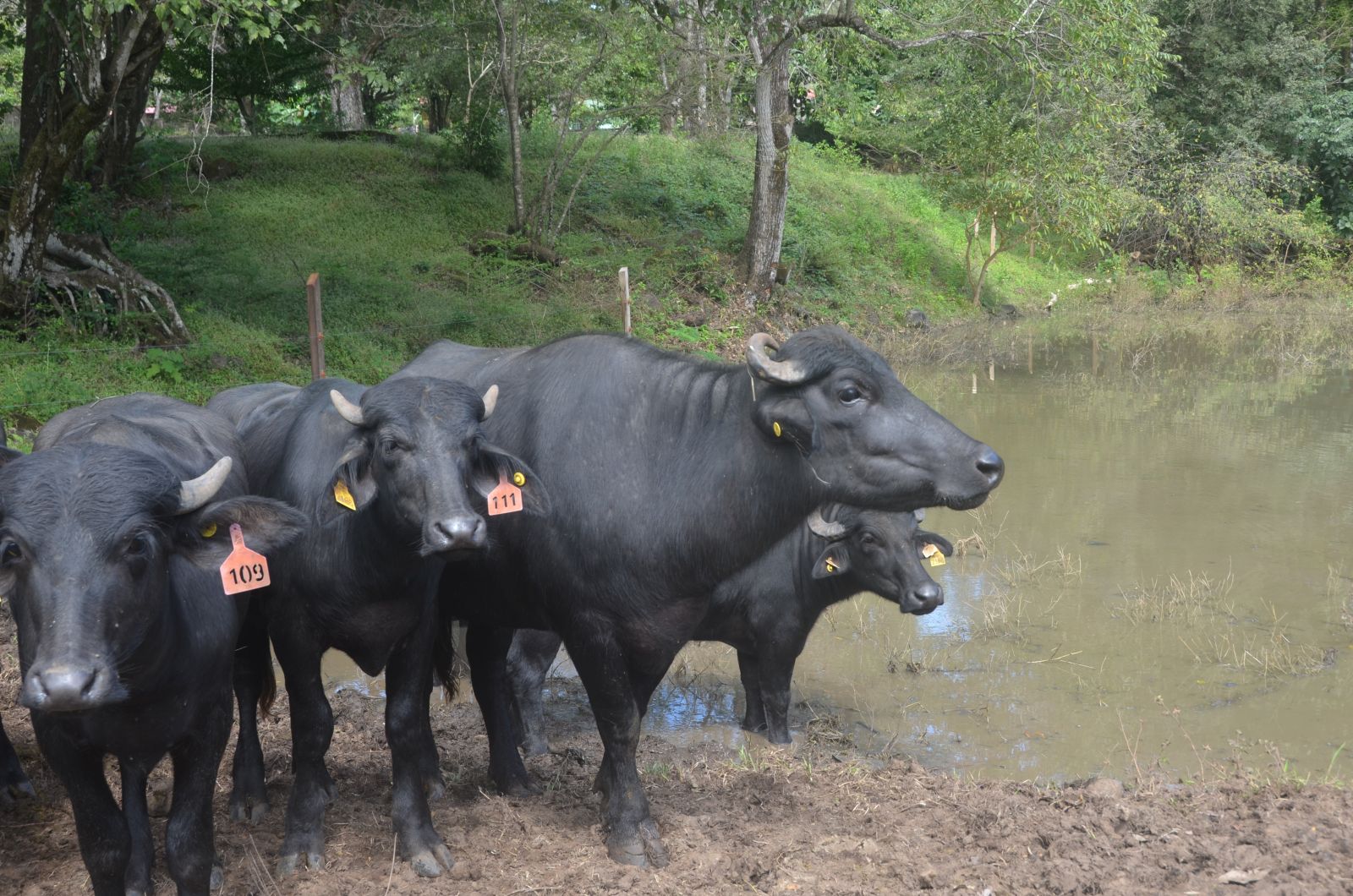 UTN Sede de Atenas realizó Día de Campo Bufalero