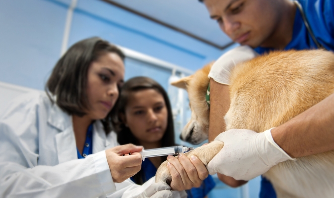 Medicina Veterinaria - Asistencia Veterinaria | Universidad Técnica  Nacional | Costa Rica